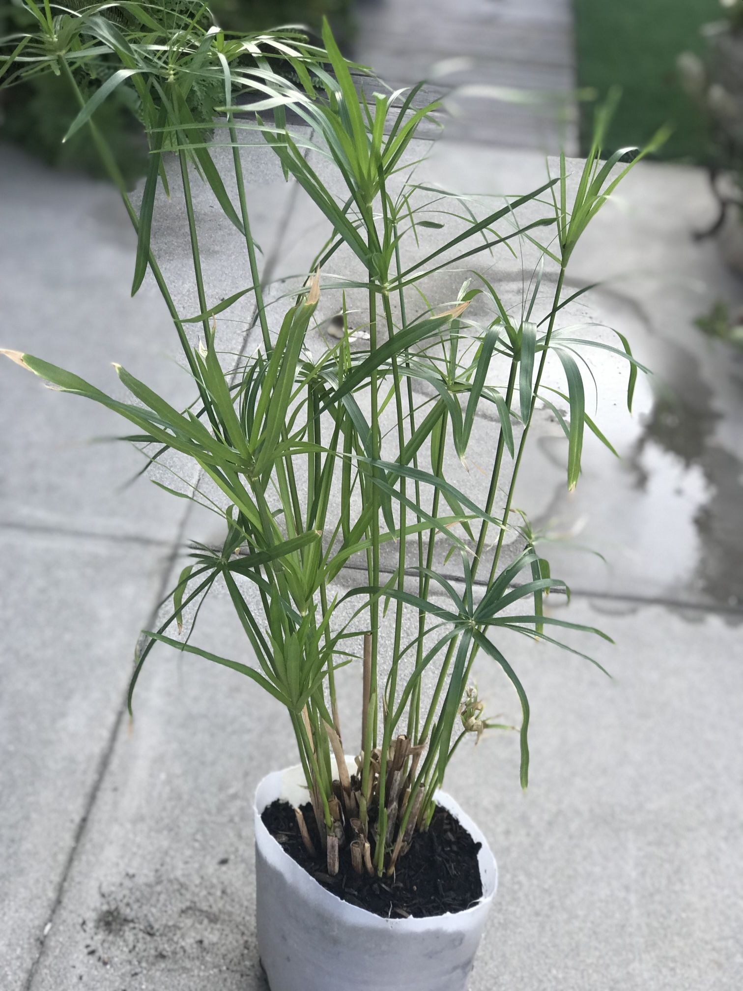 $6 Umbrella palm plant