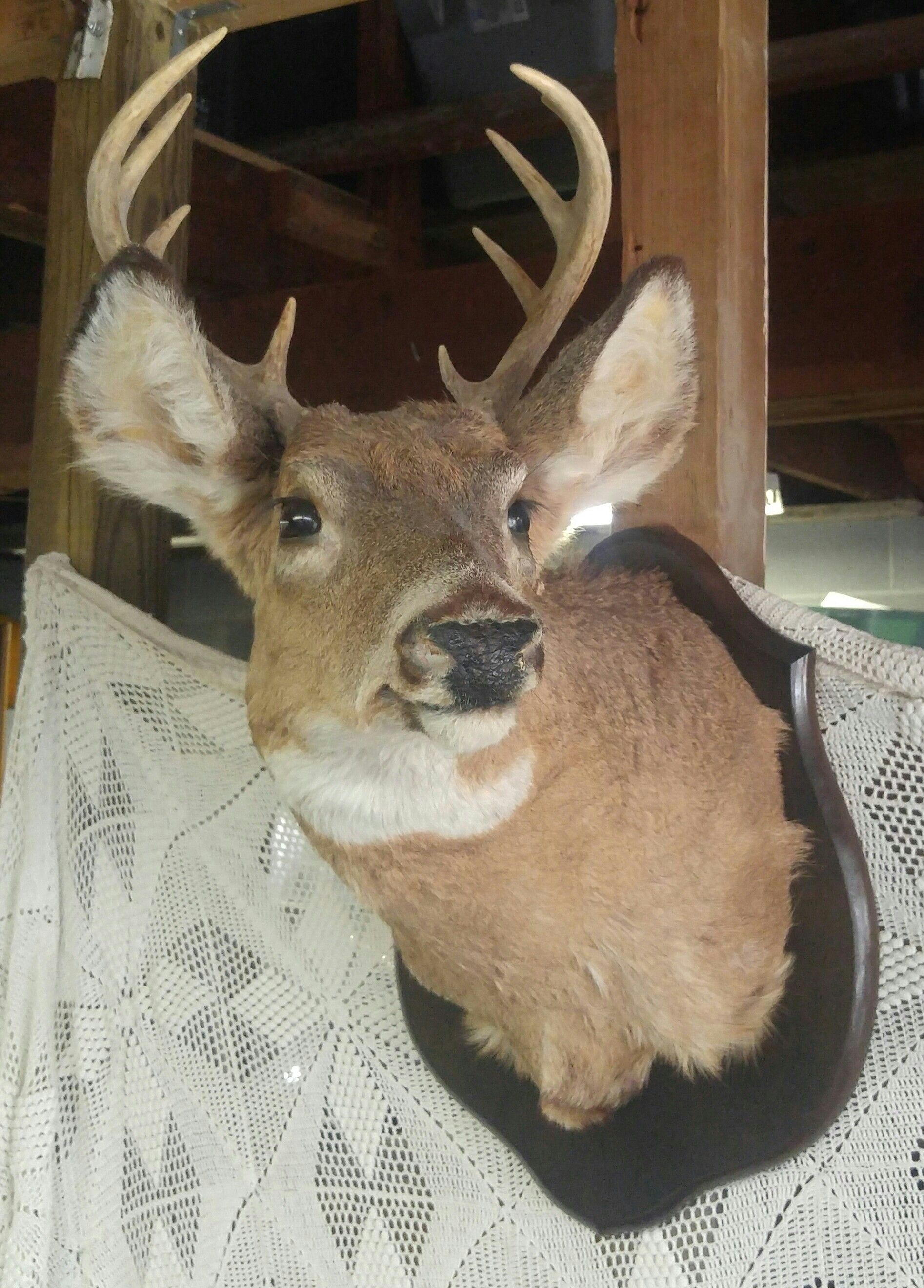 Taxidermy deer mount