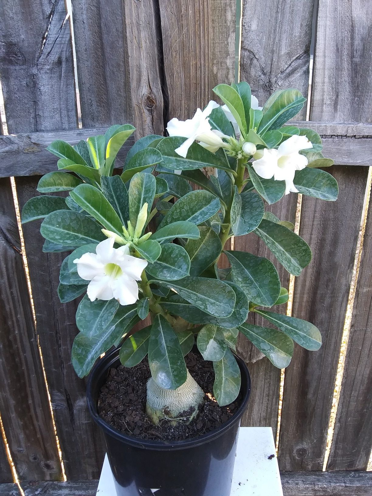 White desert rose