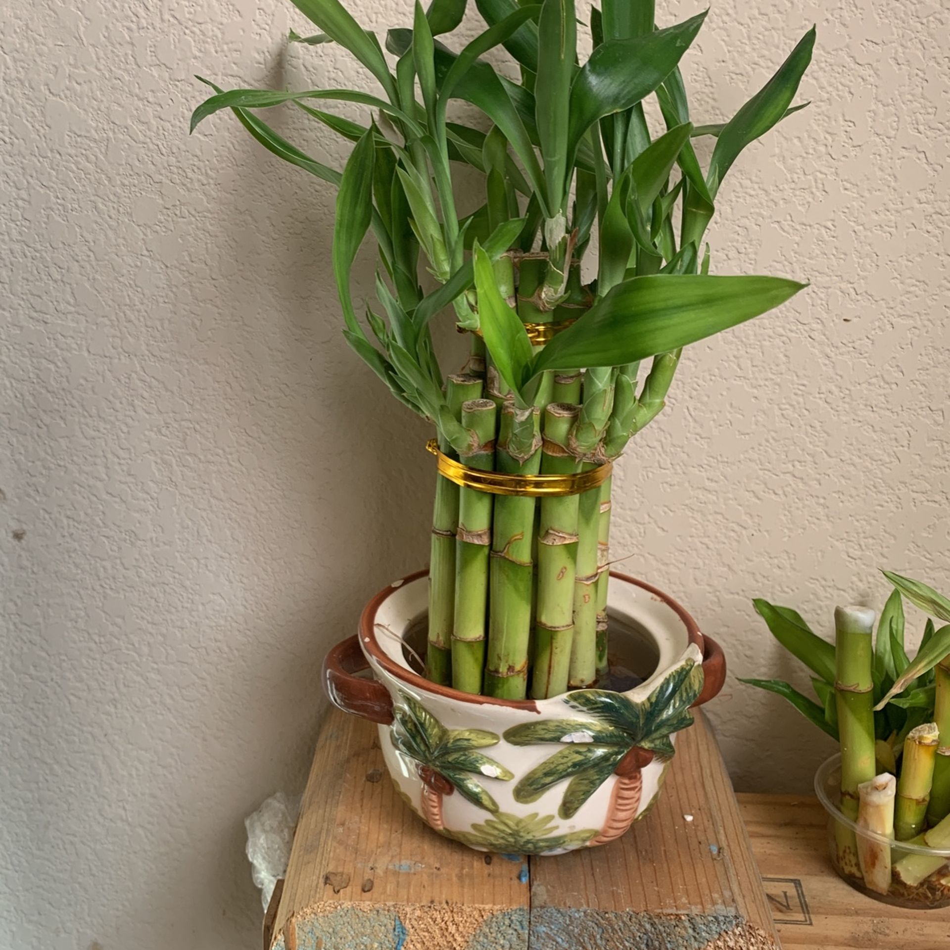 Ilucky Bamboo2 Tier Rooted Live Plant .