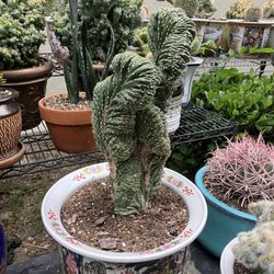 large cactus plants