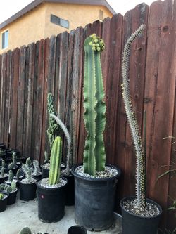Euphorbia Candelabrum Cactus Cutting