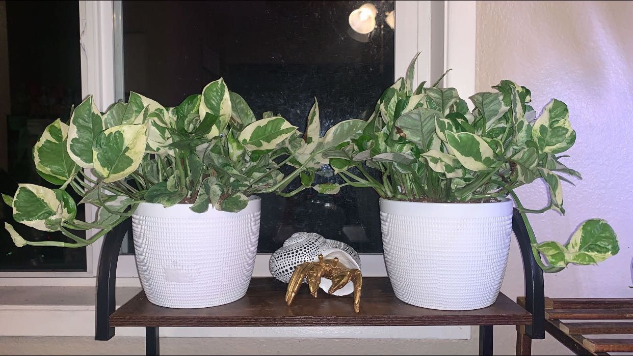 Pearls Of Jade Pothos 