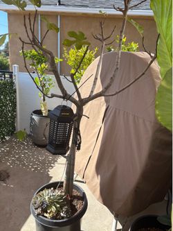 Fig Fruit Tree