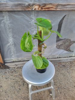 Heartleaf philodendron 6" Nursery Pot