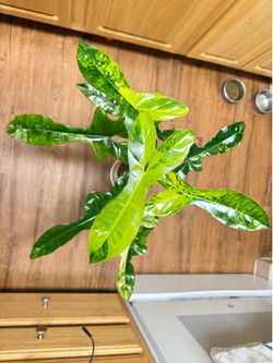 Philodendron Florida Beauty x Billietiae Variegated