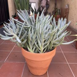 Senecio Plant Succulent Blue chalk 