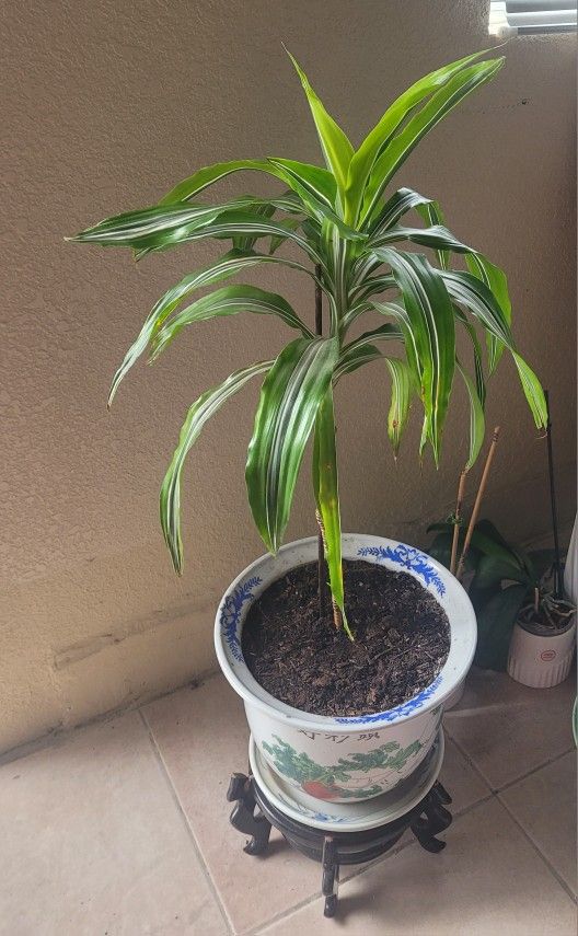 Dracaena Lemon Lime House plant 2.5 ft