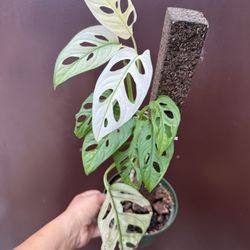 6” Adansonii Archipelago 