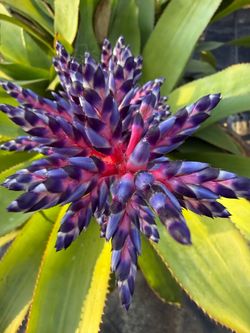 Bromeliad