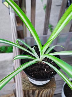 Variegated Spider Plant