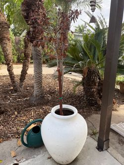 Large Tree / Plant Pots