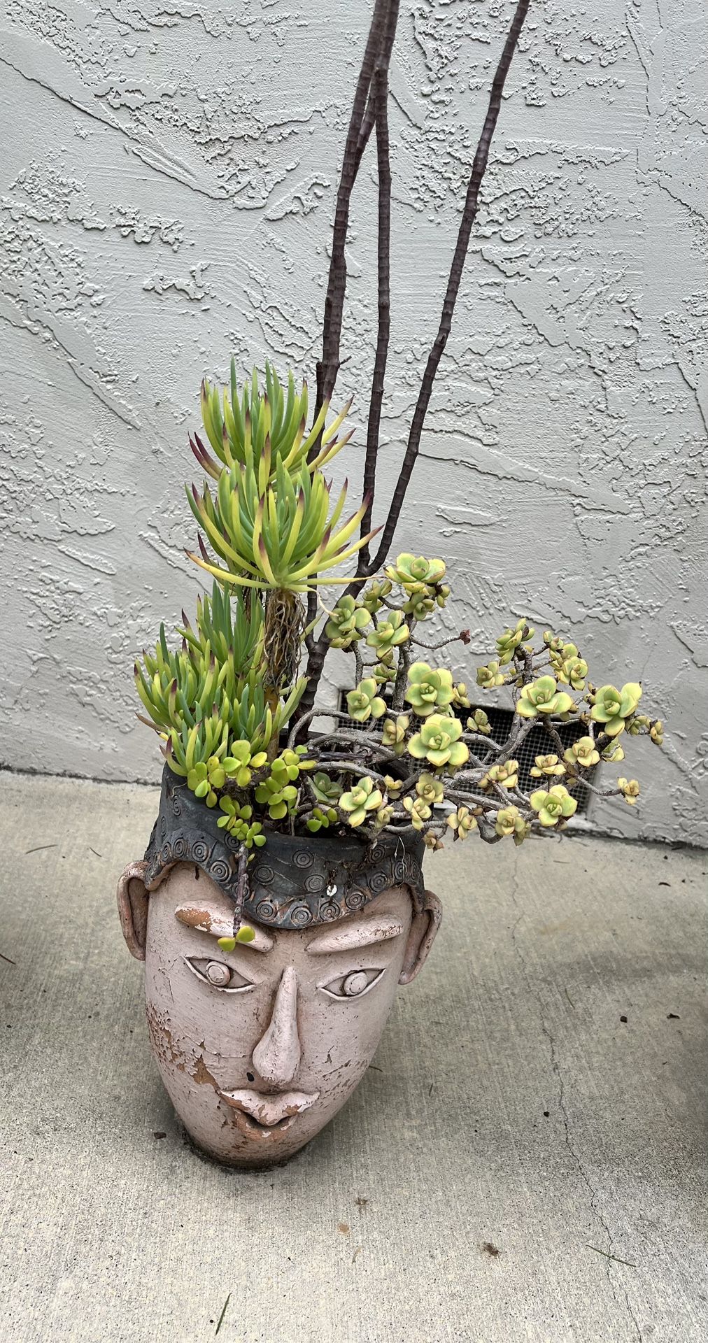 Succulent Plant in Pot