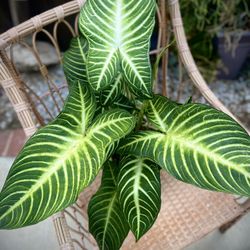 xanthosoma lindenii Plants