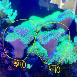 Fish Tank Decorations Salt Water