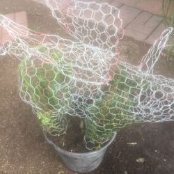 When PIGS FLY ! Cute TOPIARY Pig with Wings +MANY other SHAPES & SIZES! 5 -15 Gallon Real Plant Eugenia Boxwood Myrtle