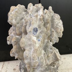 Coral For Salt Water Tank/Aquarium 