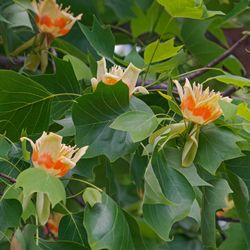 Tulip Trees —