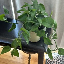 Live Green Pothos Plant 
