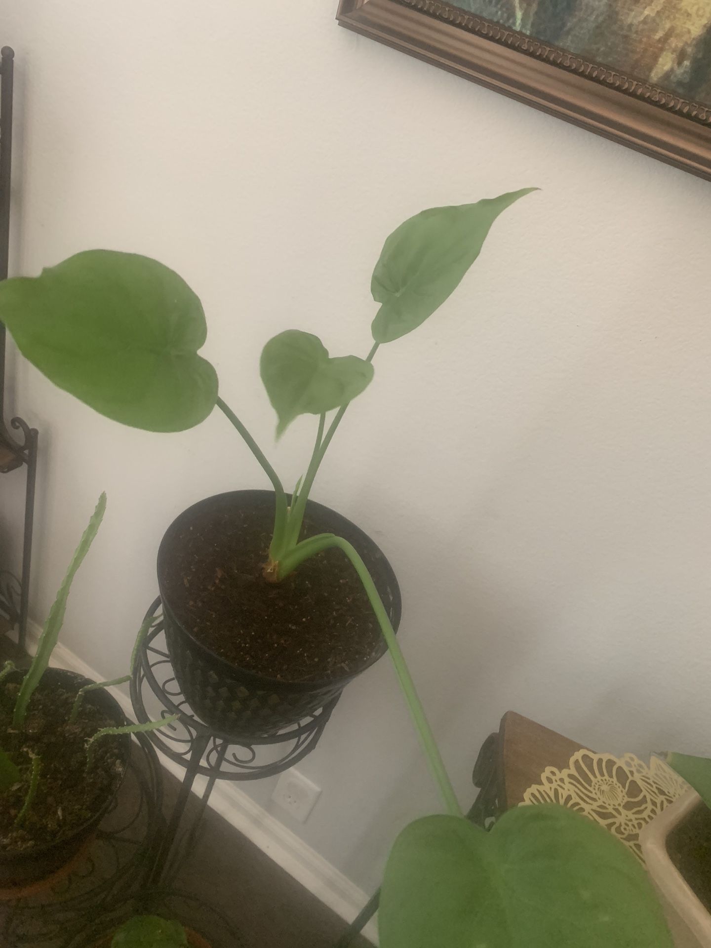 Plant for inside! potted