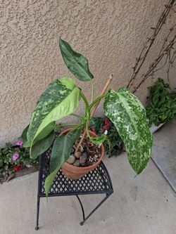 Philodendron Jose Buono Plant $28