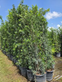 podocarpus About 9 feet tall Instant Privacy Hedge For Fence Green Full