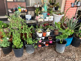 Plants for Sale