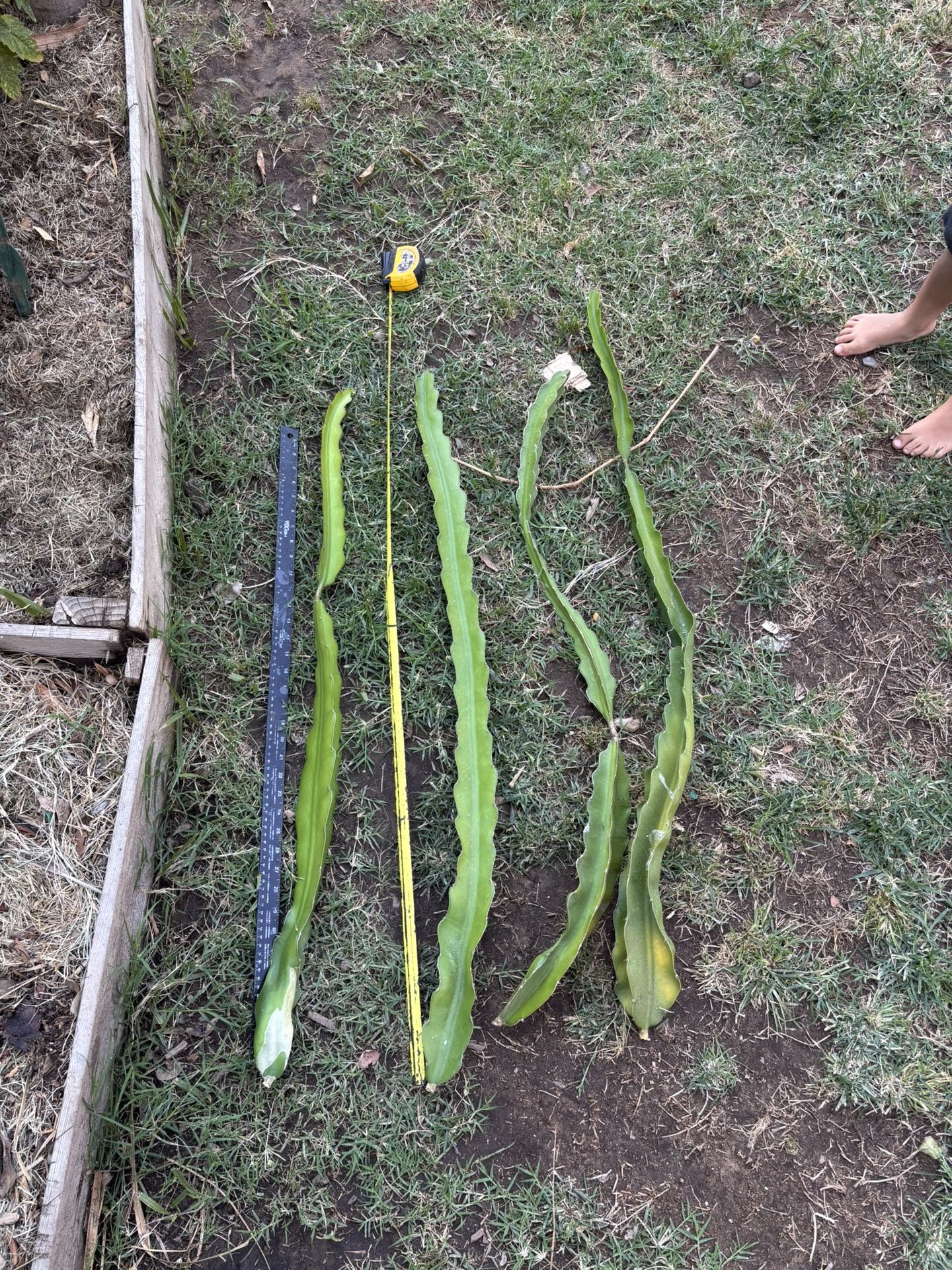 Dragon, Fruit Cuttings 3 Feet