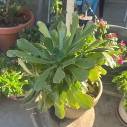 Planta Natura