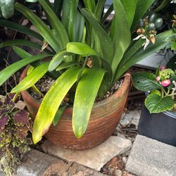Big Clivia Plant