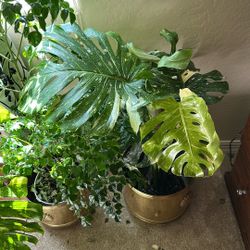 Beautiful Large Well Established Variegated Thai Monstera Constellation