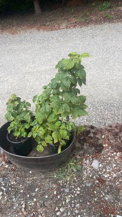 Strawberry shortcake raspberry bushes