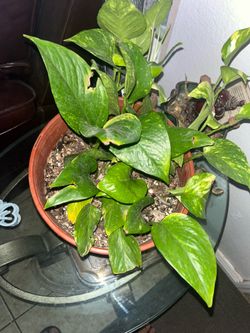 Golden pothos plants