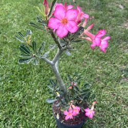 DESERT ROSE  (3 Gallon Pot) Landscape, Garden 
