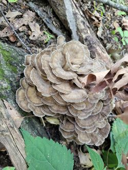Culinary Maitake Mushrooms