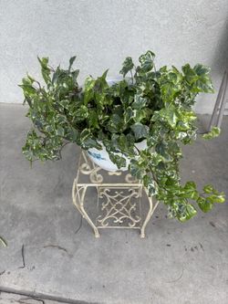 Plant