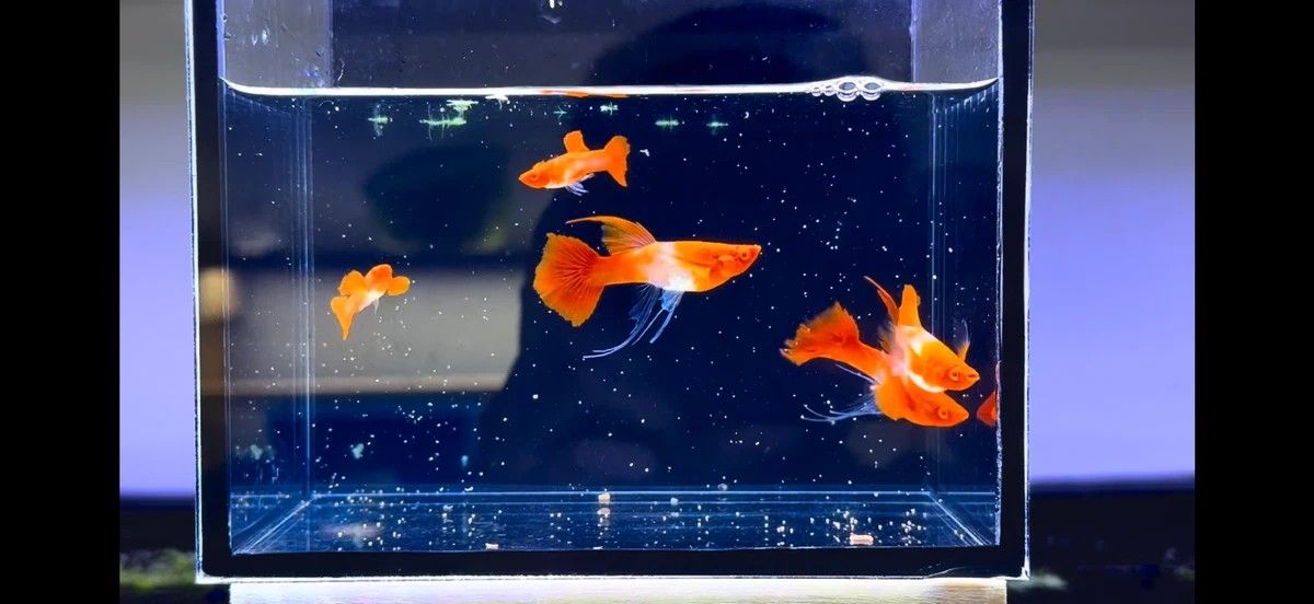 Aquarium Decor