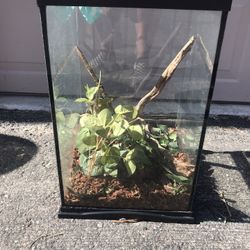 Reptile Glass Terrarium