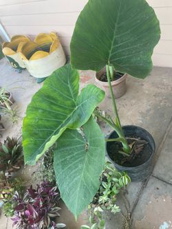 Elephant Ear Plant