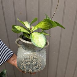 Plant With Pot $20