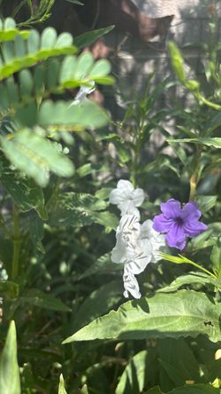 Beautiful roelia plants or Mexican Petunia