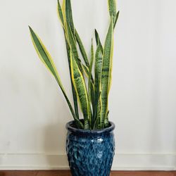 Tall Snake Plants W/10” Ceramic Pot / Indoor Plant