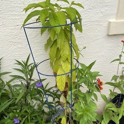 Organic Avocado tree Started From Seed  