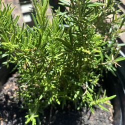 Rosemary Herb 
