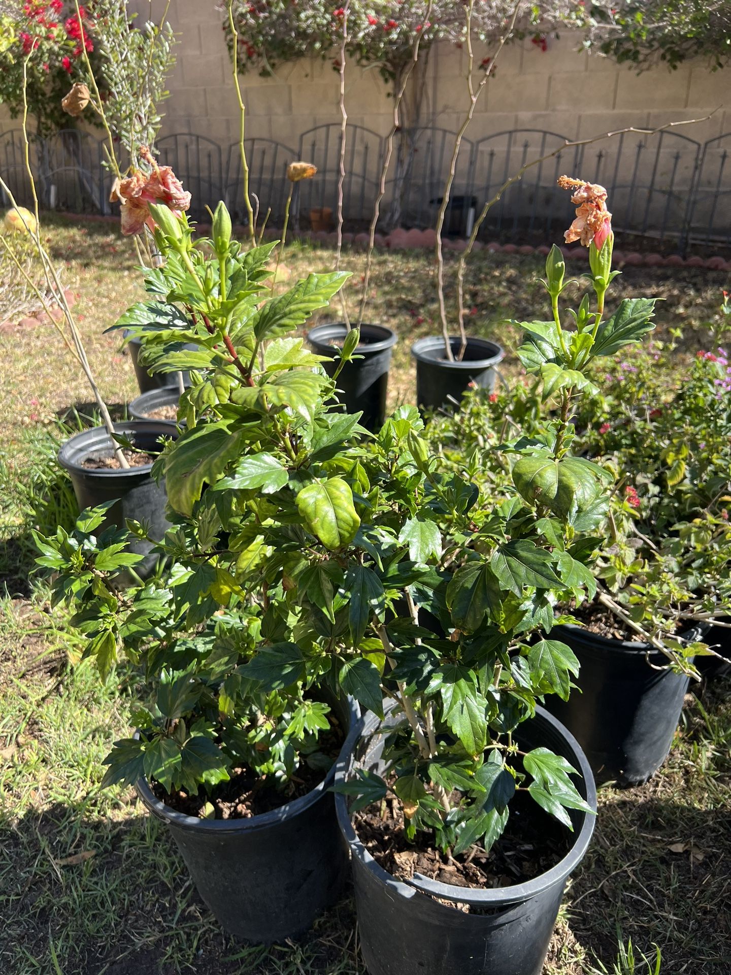 5 Gallon Hibiscus