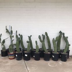 Large 5 gallon Myrtillocactus Myrtillo cactus or Blue Myrtle and Prickly Pear Cactus Cacti Plants 