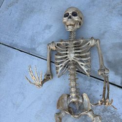 6.5 Foot Skeleton 