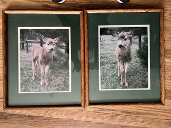 Set Of 2 Deer Portraits