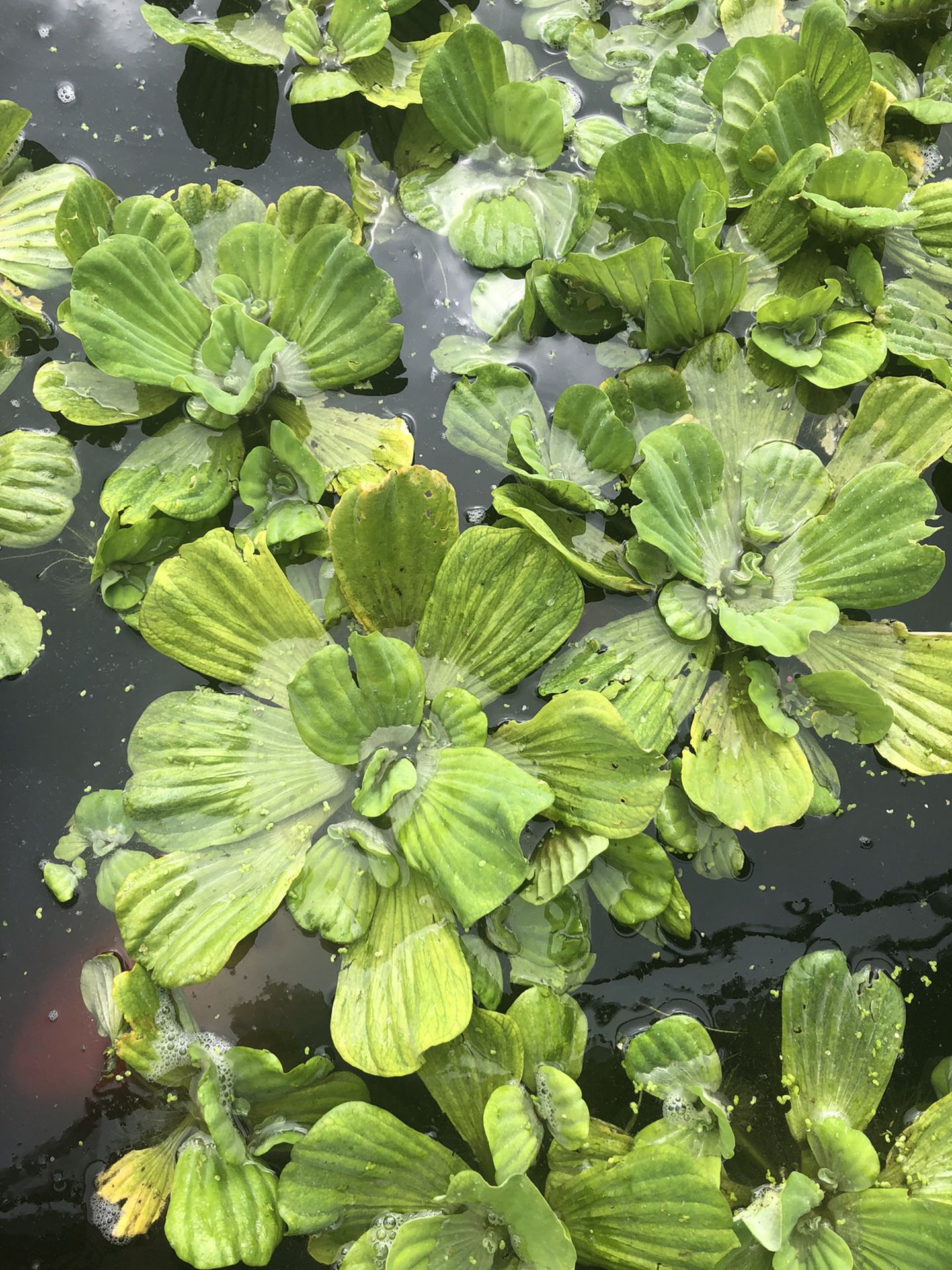 Pond Plants - Make Summer Beautiful!