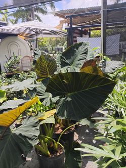 Alocasia sale! 7gl $45